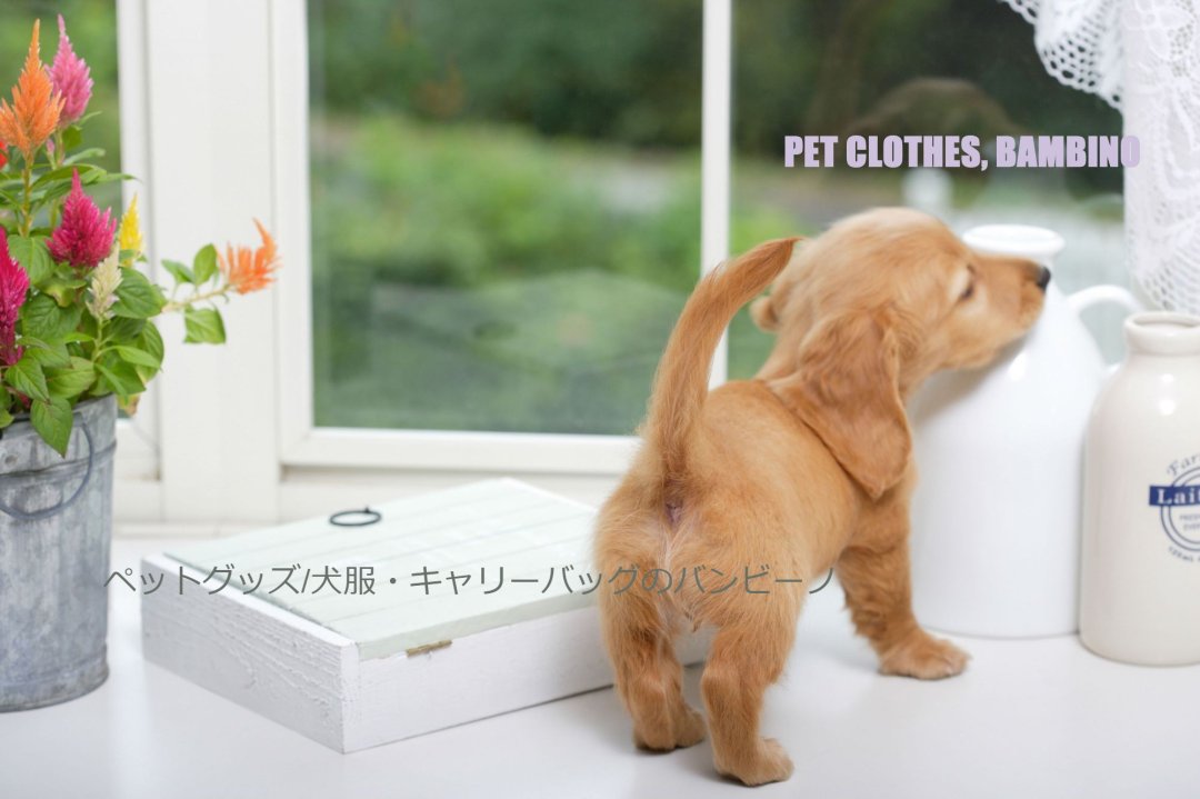 犬 服∥可愛い犬服通販サイトBambino。卸販売可。サイズオーダー可//Pet clothes shop Bambino∥wholesale